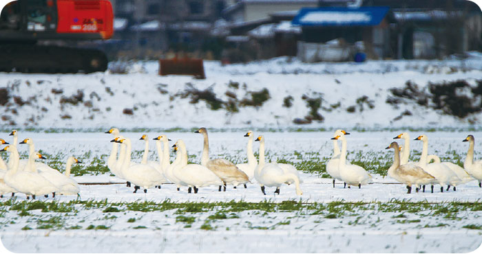 琵琶湖水鳥・湿地センター　湖北野鳥センター