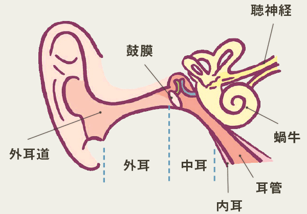 耳の構造