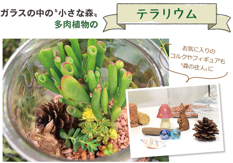 ガラスの中の〝小さな森〟多肉植物のテラリウム