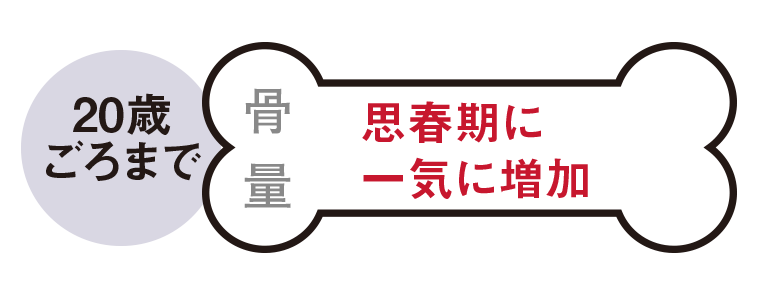 20歳ごろまで　骨量-思春期に一気に増加