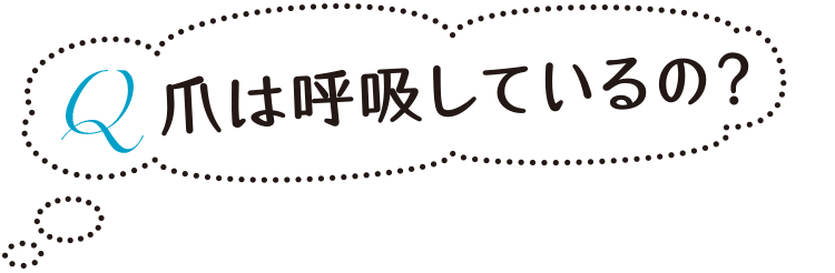 Q 爪は呼吸しているの？