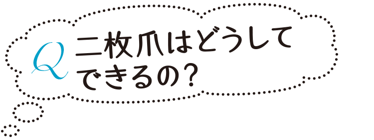 Q 二枚爪はどうしてできるの？