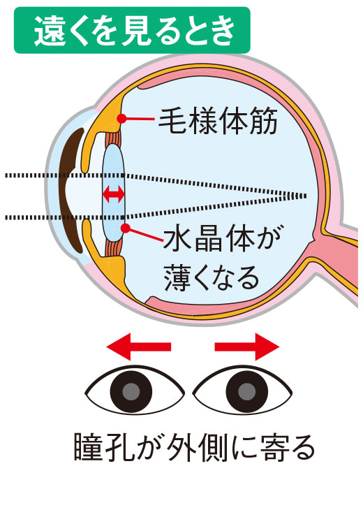 遠くを見るとき＝瞳孔が外側に寄る