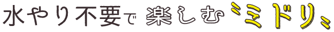 水やり不要で楽しむ〝ミドリ〟