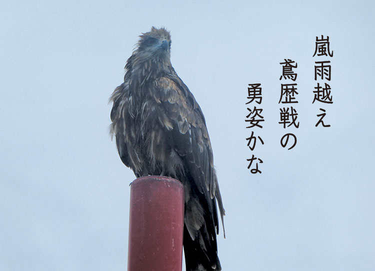 嵐雨越え　鳶歴戦の　勇姿かな