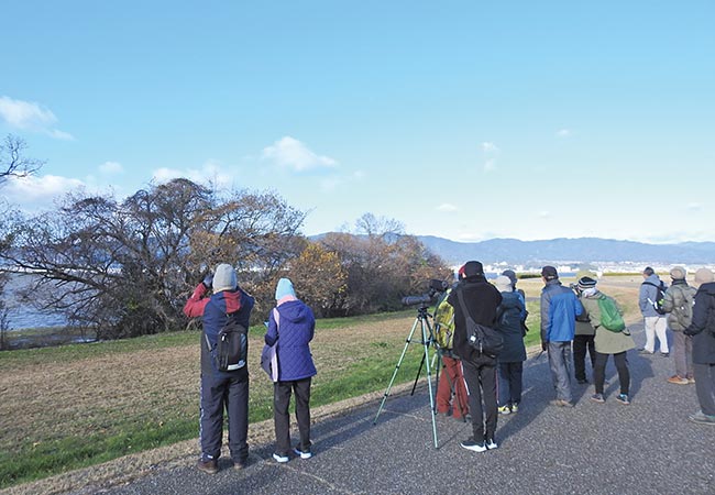 琵琶湖周辺の探鳥会